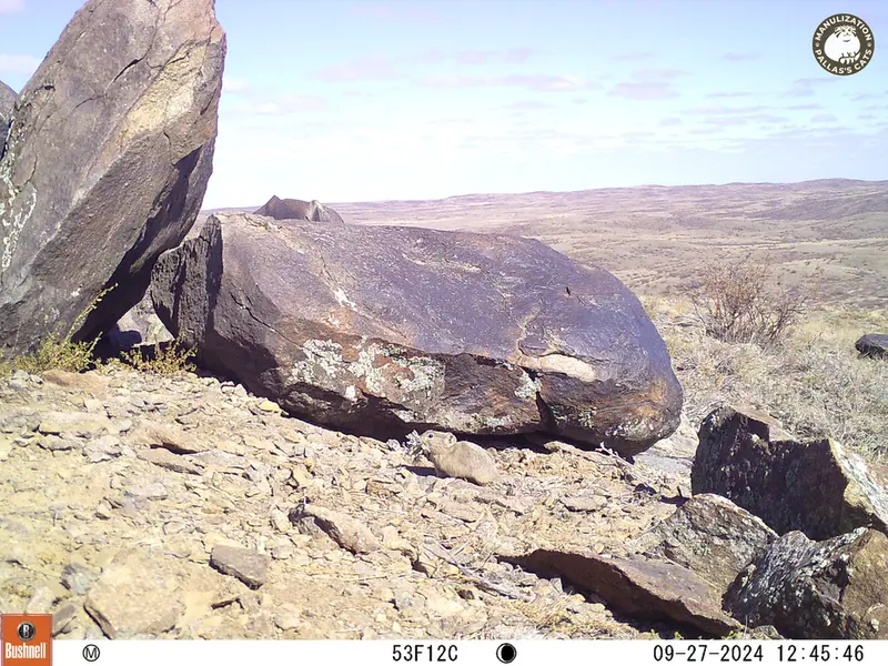 A photograph of Kazakh pika from Koshkar camera trap