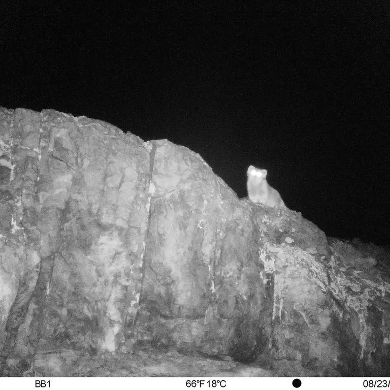 A photograph of Otocolobus manul manul from Aktas-Kunkora [new] camera trap