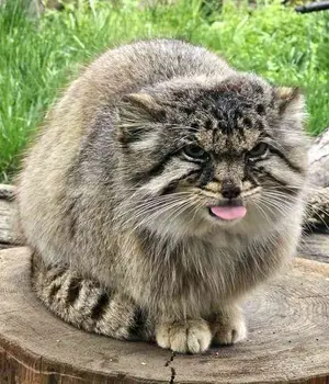 A photograph of a Pallas's cat