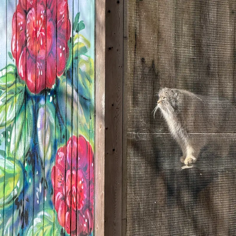 A photograph of Pazi in Potter Park Zoo