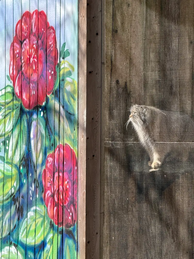 A photograph of Pazi in Potter Park Zoo