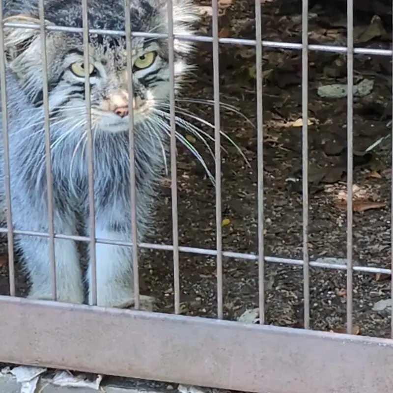 A photograph of a Pallas's cat in Higashiyama Zoo and Botanical Gardens