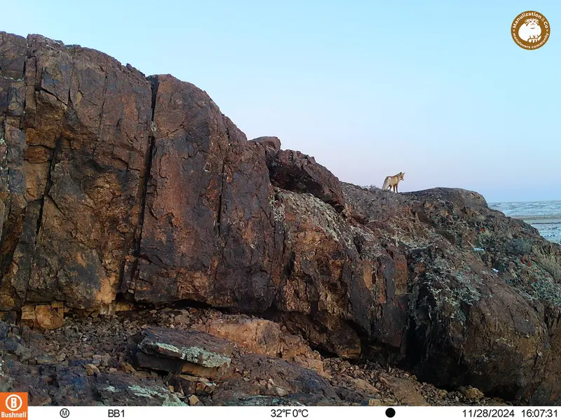 A photograph of Red fox from Aktas-Kunkora camera trap