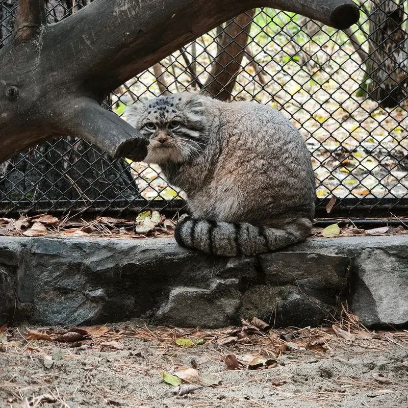 A photograph of George in Novosibirsk Zoo