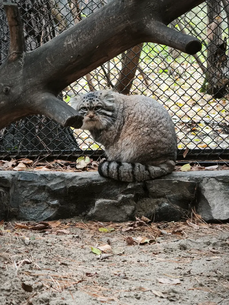 A photograph of George in Novosibirsk Zoo