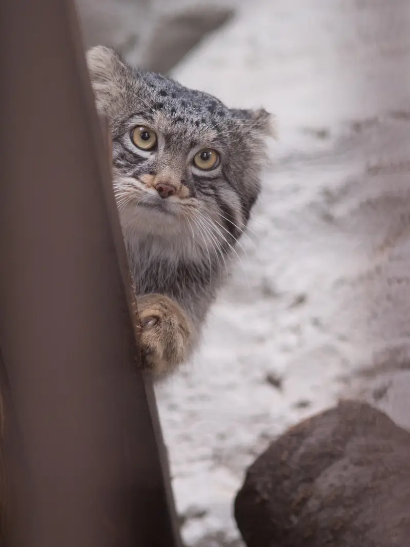 A photograph of Figa in Nogeyama Zoo