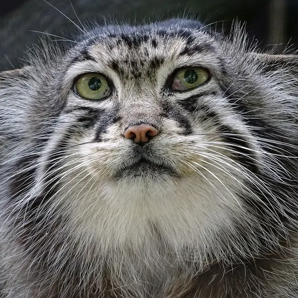 A photograph of Hurst in Riga Zoo