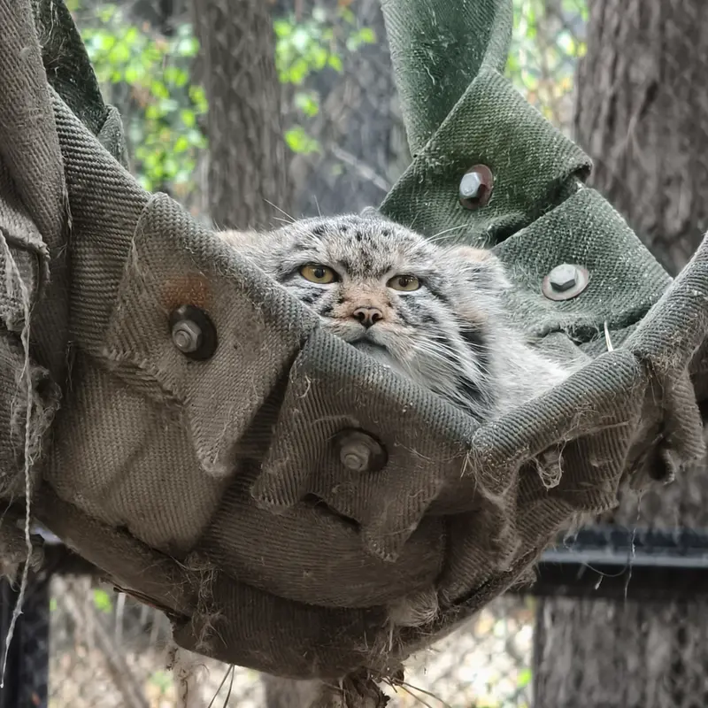 A photograph of a Pallas's cat in Novosibirsk Zoo