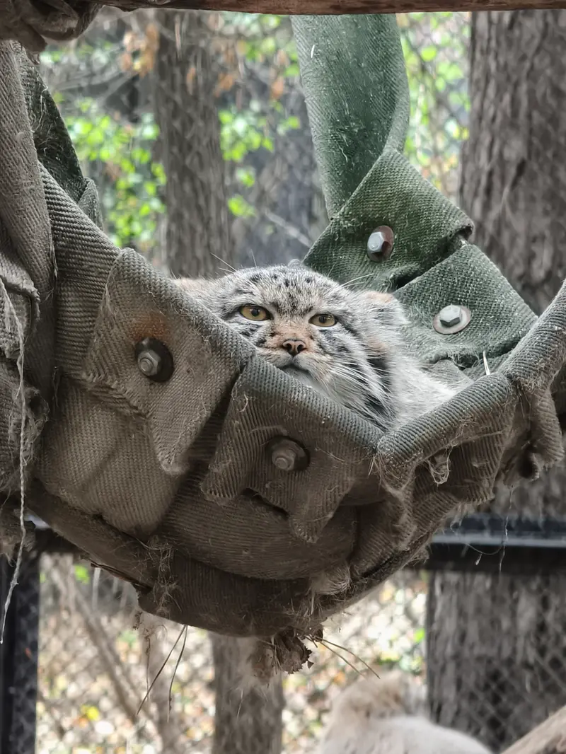 A photograph of a Pallas's cat in Novosibirsk Zoo