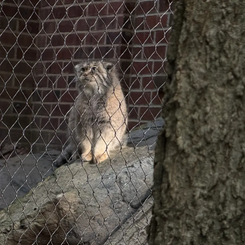 A photograph of Sarnai in Prospect Park Zoo