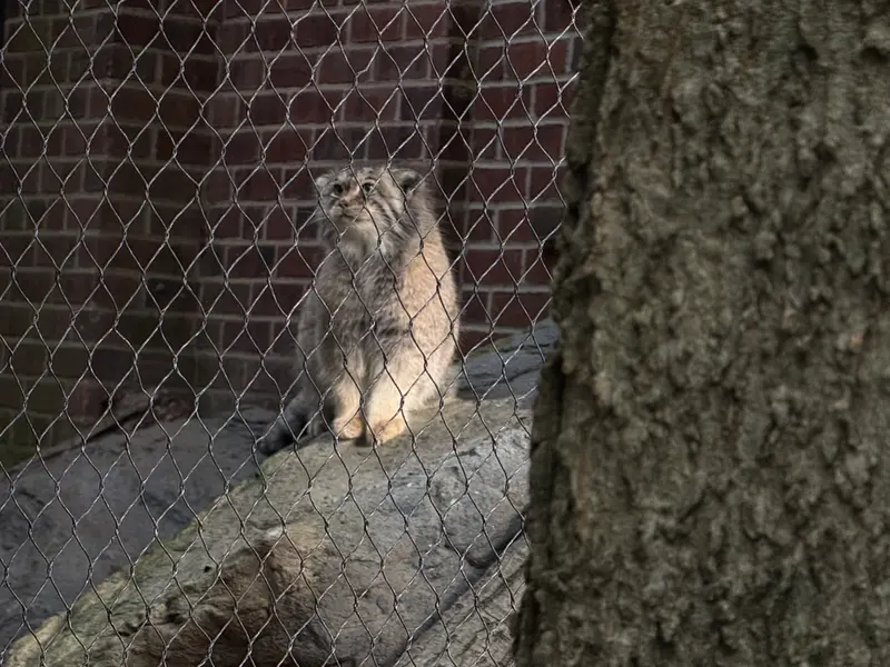 A photograph of Sarnai in Prospect Park Zoo