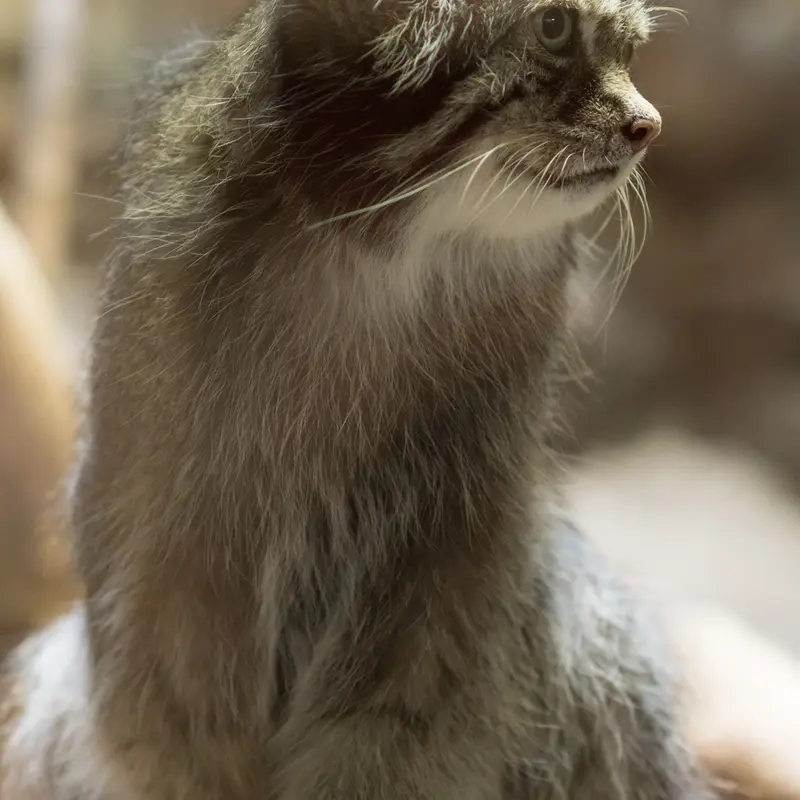 A photograph of Klyon in Ueno Zoological Gardens