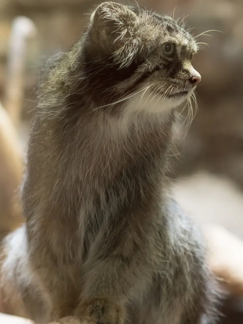 A photograph of Klyon in Ueno Zoological Gardens