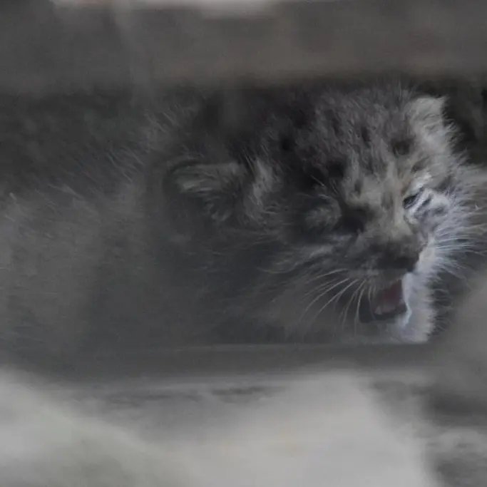 A photograph of Kitten of Lucy b. 2026 Ⅰ in Budapest Zoo & Botanical Garden