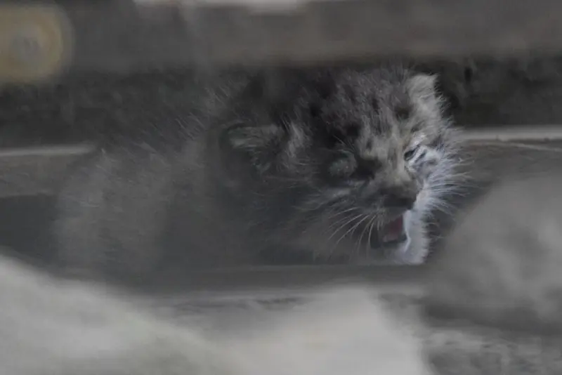 A photograph of Kitten of Lucy b. 2026 Ⅰ in Budapest Zoo & Botanical Garden