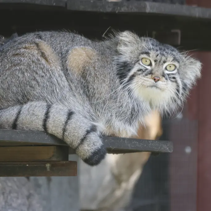 A photograph of a Pallas's cat