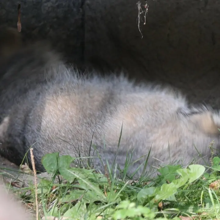 A photograph of a Pallas's cat in Moscow zoo