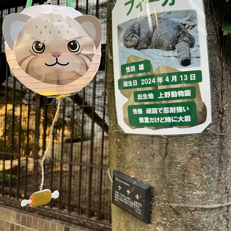 A photograph of a Pallas's cat in Nogeyama Zoo