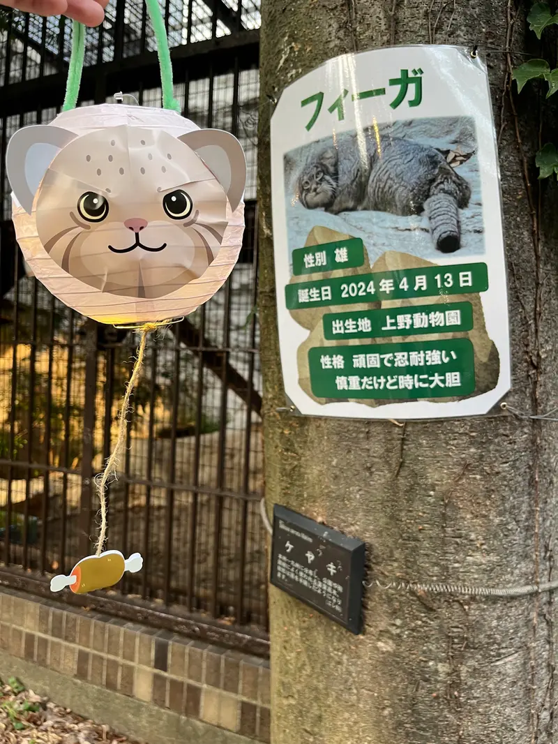 A photograph of a Pallas's cat in Nogeyama Zoo