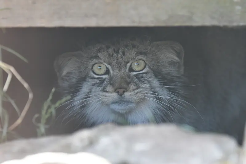 A photograph of Khutga in The Lakeland Wildlife Oasis