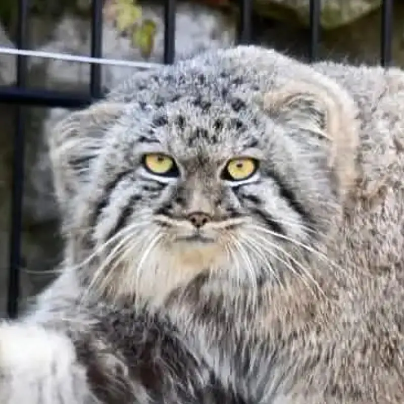 Aaron the Pallas's cat from Bio-Topia Dunkerque