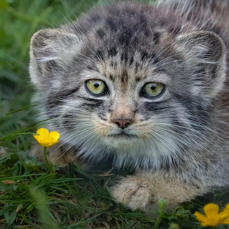 A photograph of a Pallas's cat in Port Lympne Wild Animal Park