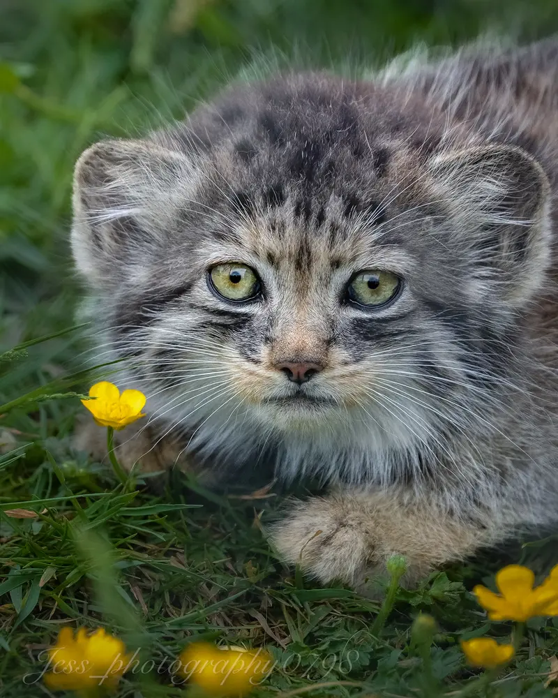 A photograph of a Pallas's cat in Port Lympne Wild Animal Park
