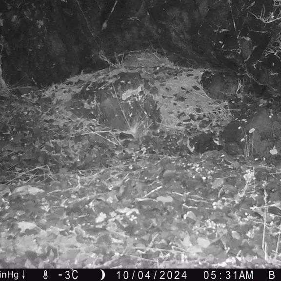 A photograph of Otocolobus manul manul from Egizkara [new] camera trap
