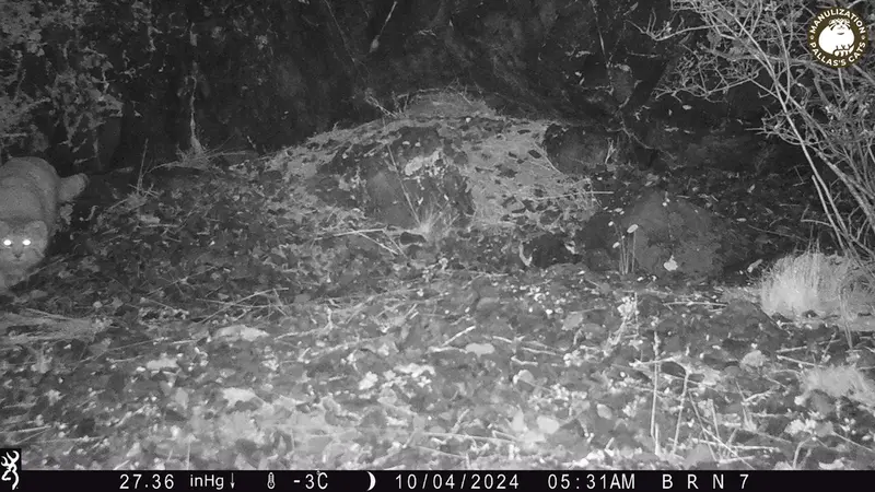 A photograph of Otocolobus manul manul from Egizkara [new] camera trap