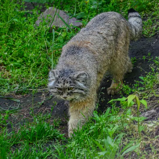 A photograph of Bohus in Budapest Zoo &amp; Botanical Garden