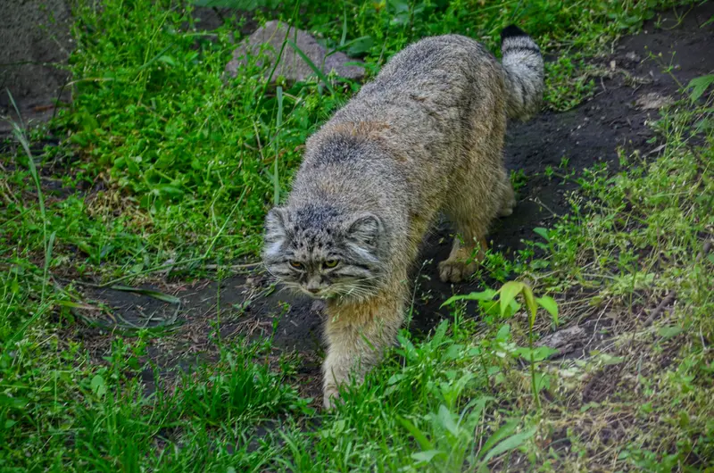 A photograph of Bohus in Budapest Zoo &amp; Botanical Garden