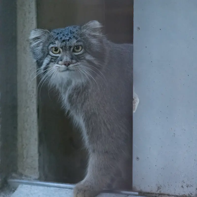 A photograph of Figa in Nogeyama Zoo