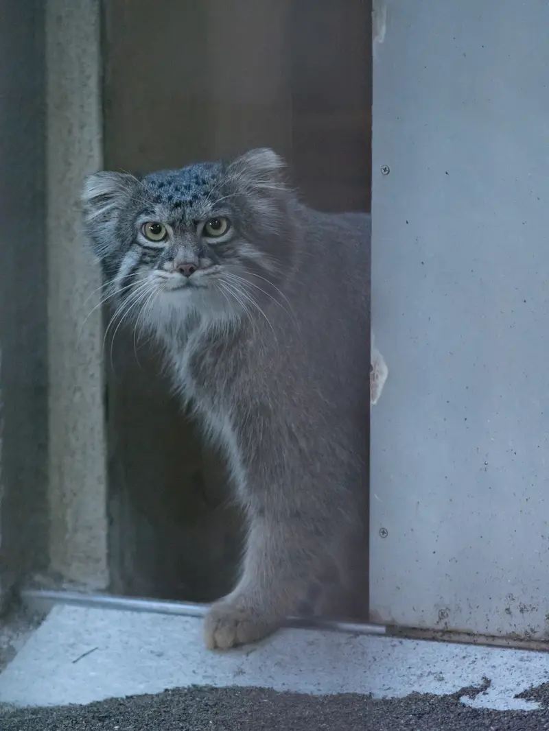 A photograph of Figa in Nogeyama Zoo
