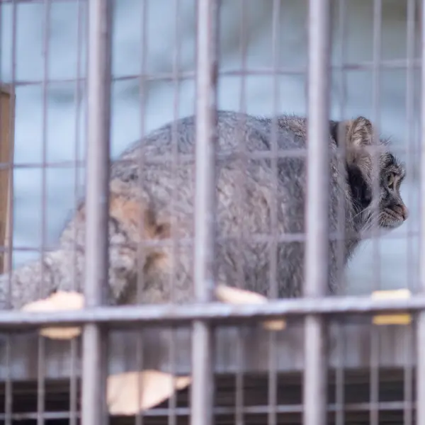 A photograph of Figa in Nogeyama Zoo