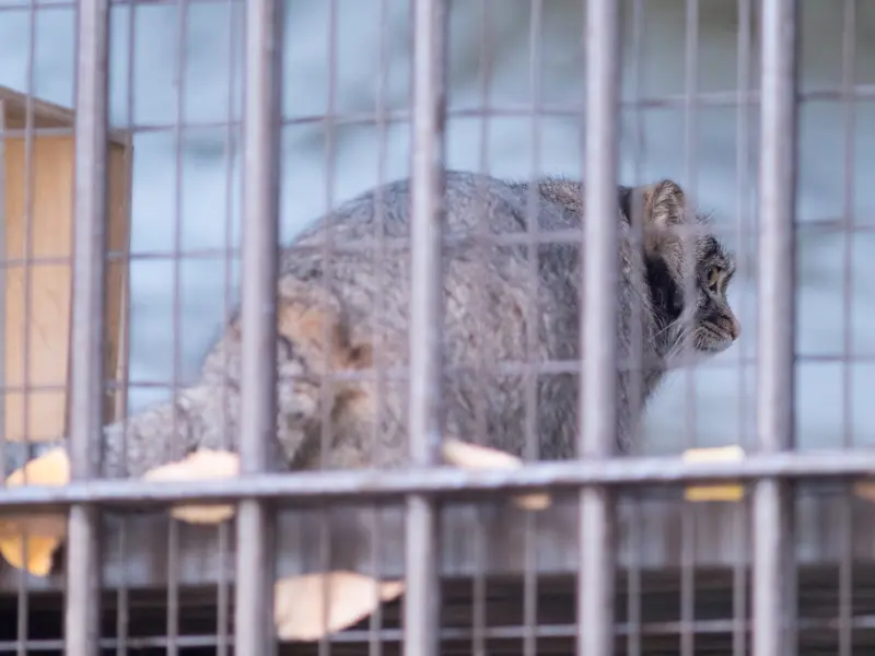 A photograph of Figa in Nogeyama Zoo