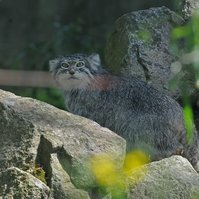 A photograph of Benny in Parken Zoo