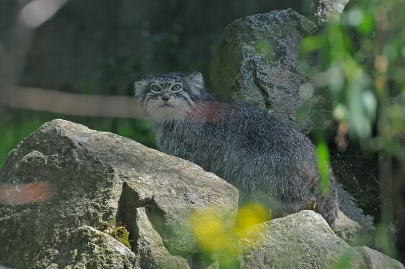 A photograph of Benny in Parken Zoo