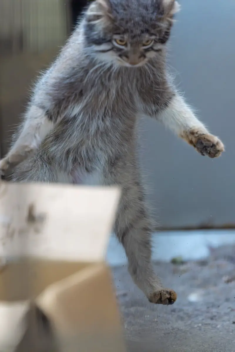 A photograph of a Pallas's cat