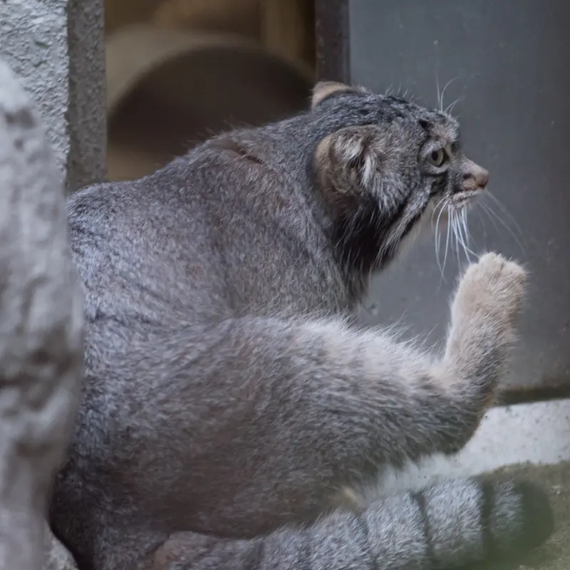 A photograph of Figa in Nogeyama Zoo