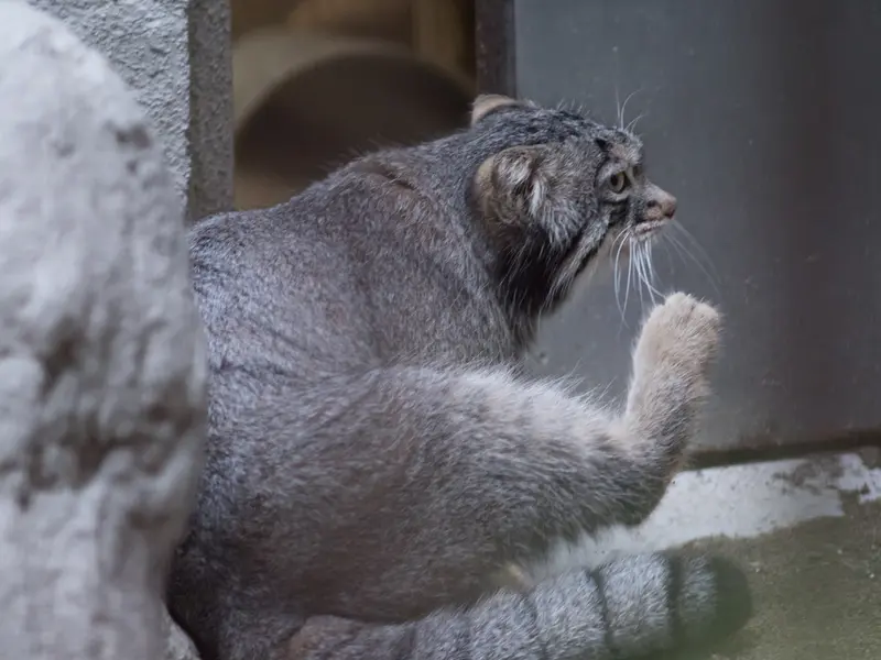 A photograph of Figa in Nogeyama Zoo