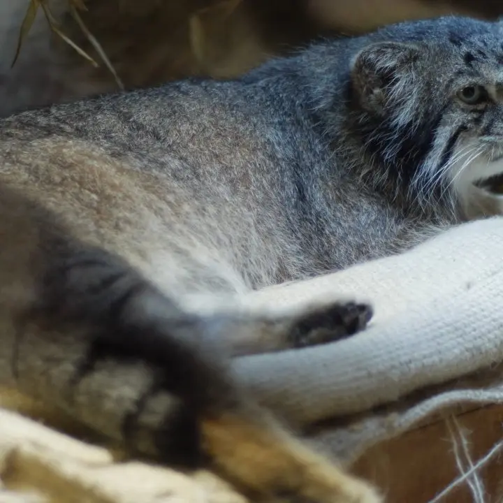 A photograph of a Pallas's cat in Ueno Zoological Gardens