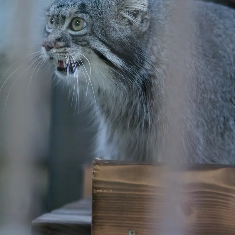 A photograph of Figa in Nogeyama Zoo