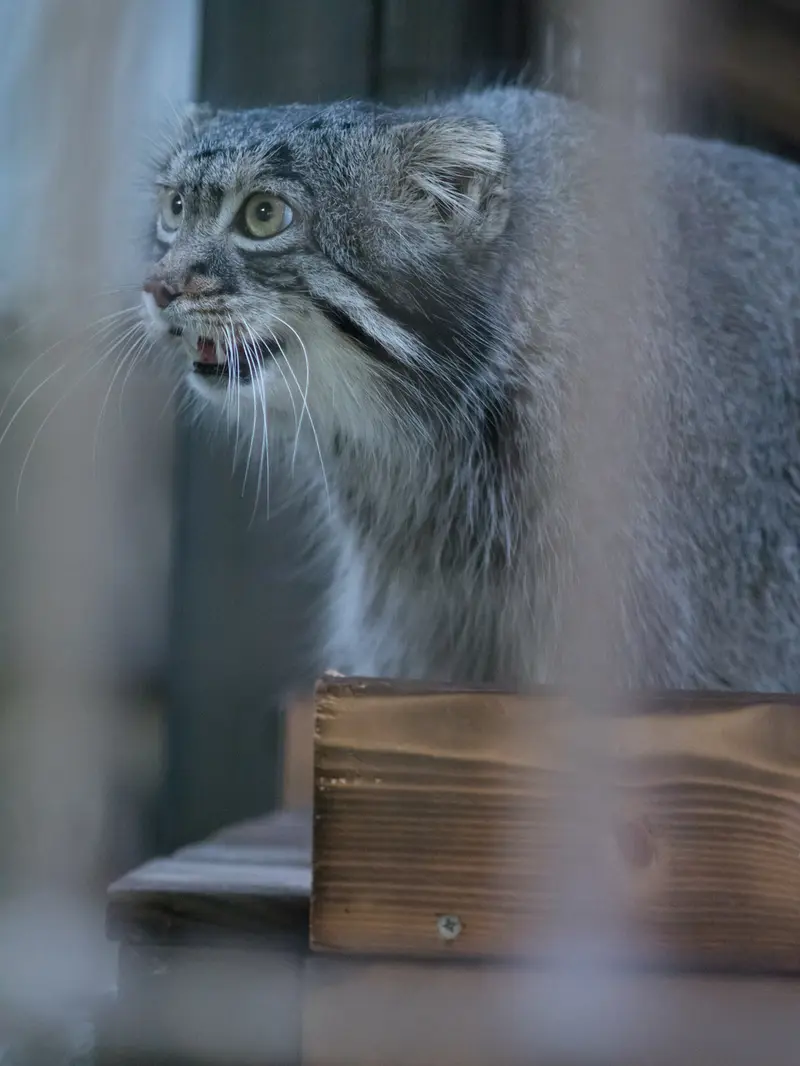 A photograph of Figa in Nogeyama Zoo