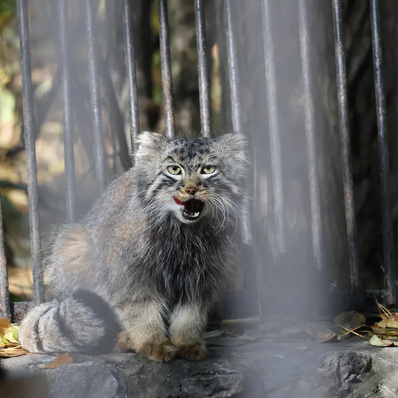 A photograph of Leon in Novosibirsk Zoo
