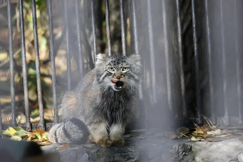 A photograph of Leon in Novosibirsk Zoo