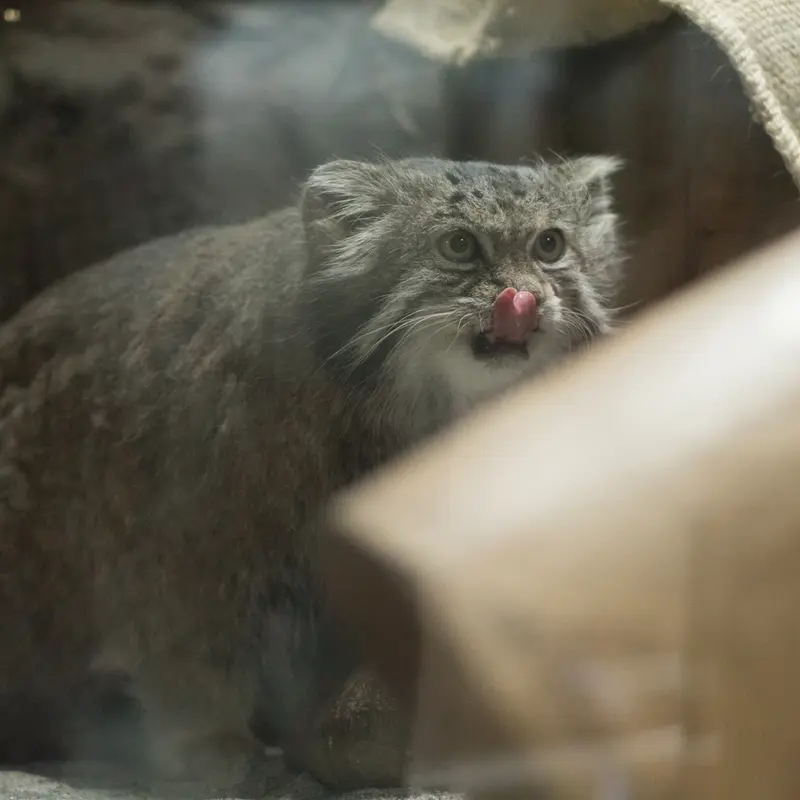 A photograph of Klyon in Ueno Zoological Gardens