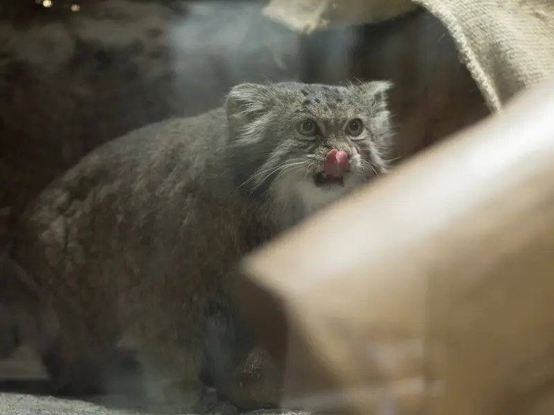 A photograph of Klyon in Ueno Zoological Gardens