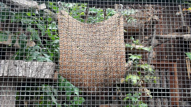 A photograph of Shu in Leningrad zoo