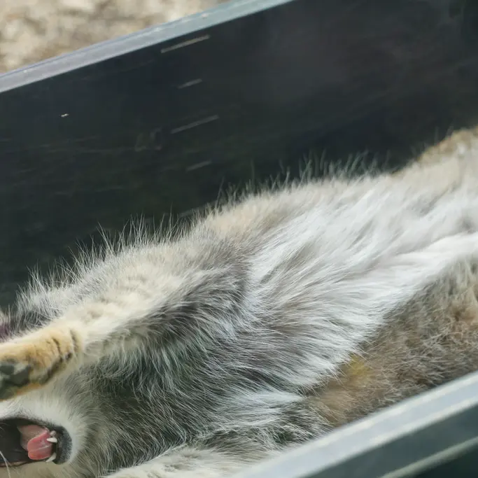 A photograph of Oto in Saitama Children's Zoo