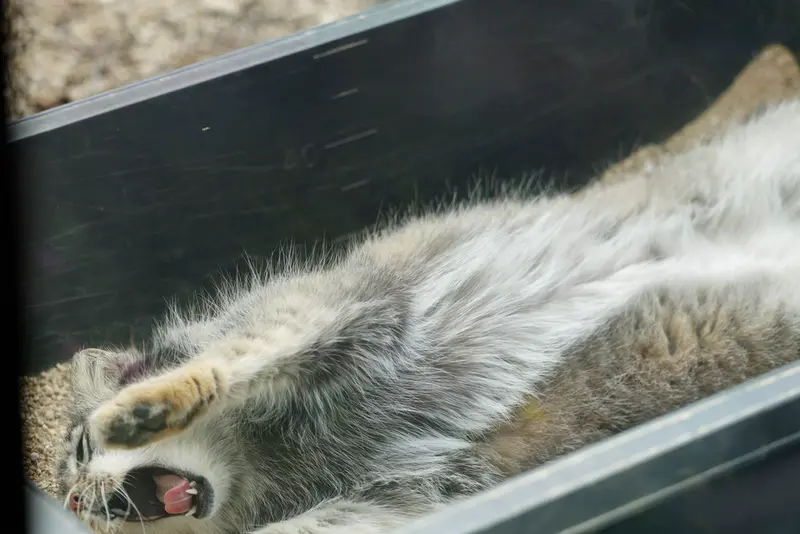A photograph of Oto in Saitama Children's Zoo